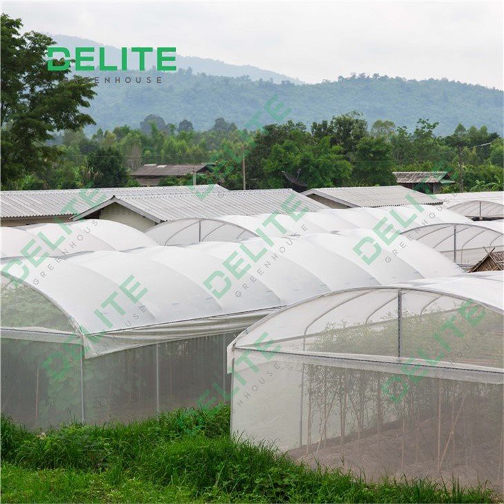greenhouse direct from China wholesale 